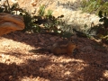 21avr_11.03 - Bryce Canyon.jpg
